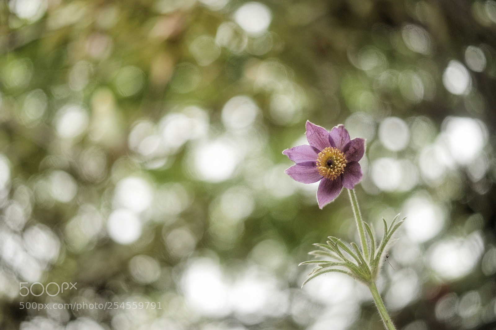 Canon EOS 6D Mark II sample photo. 見上げれば… photography