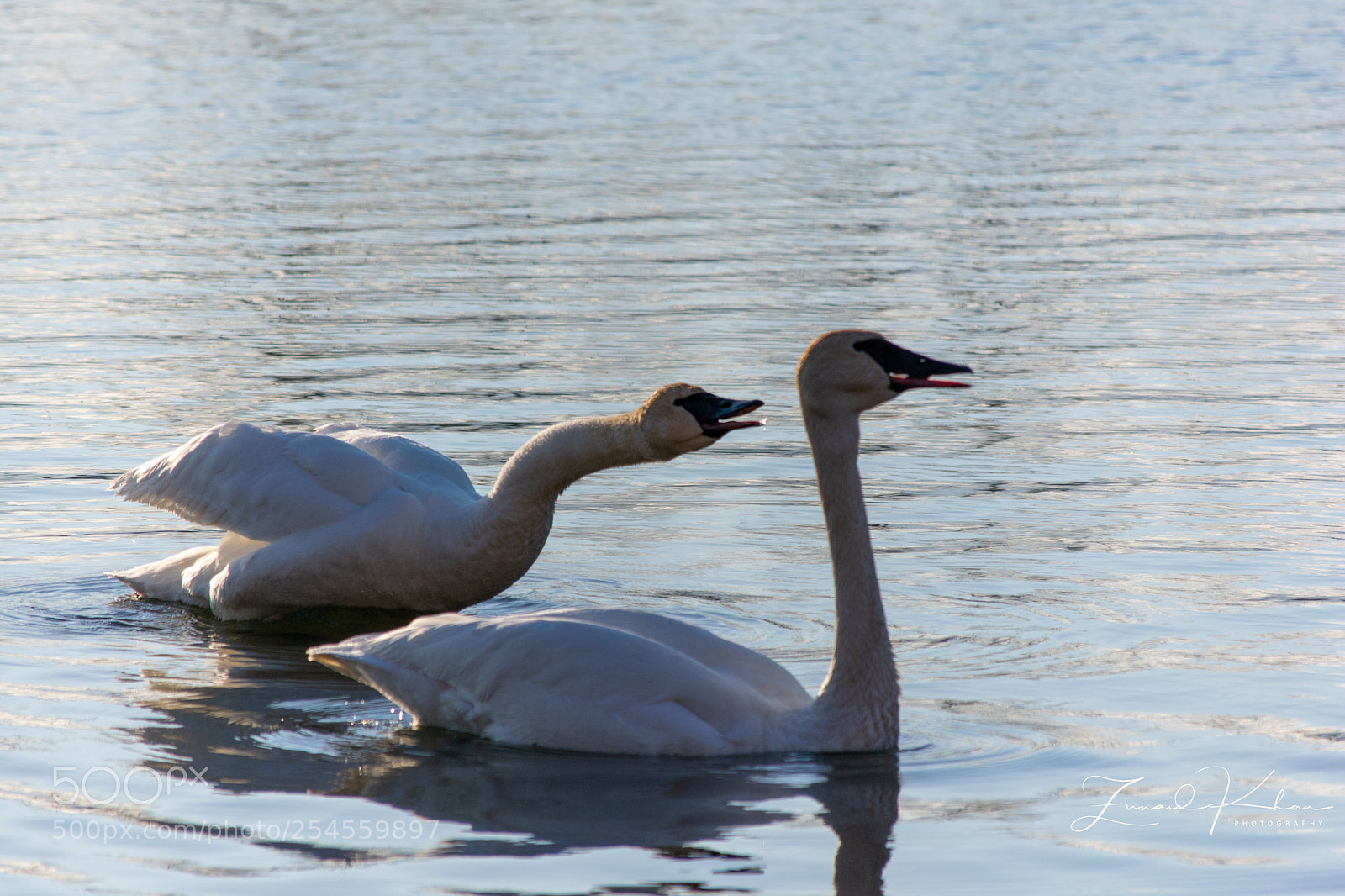 Nikon D3400 sample photo. Swan call photography