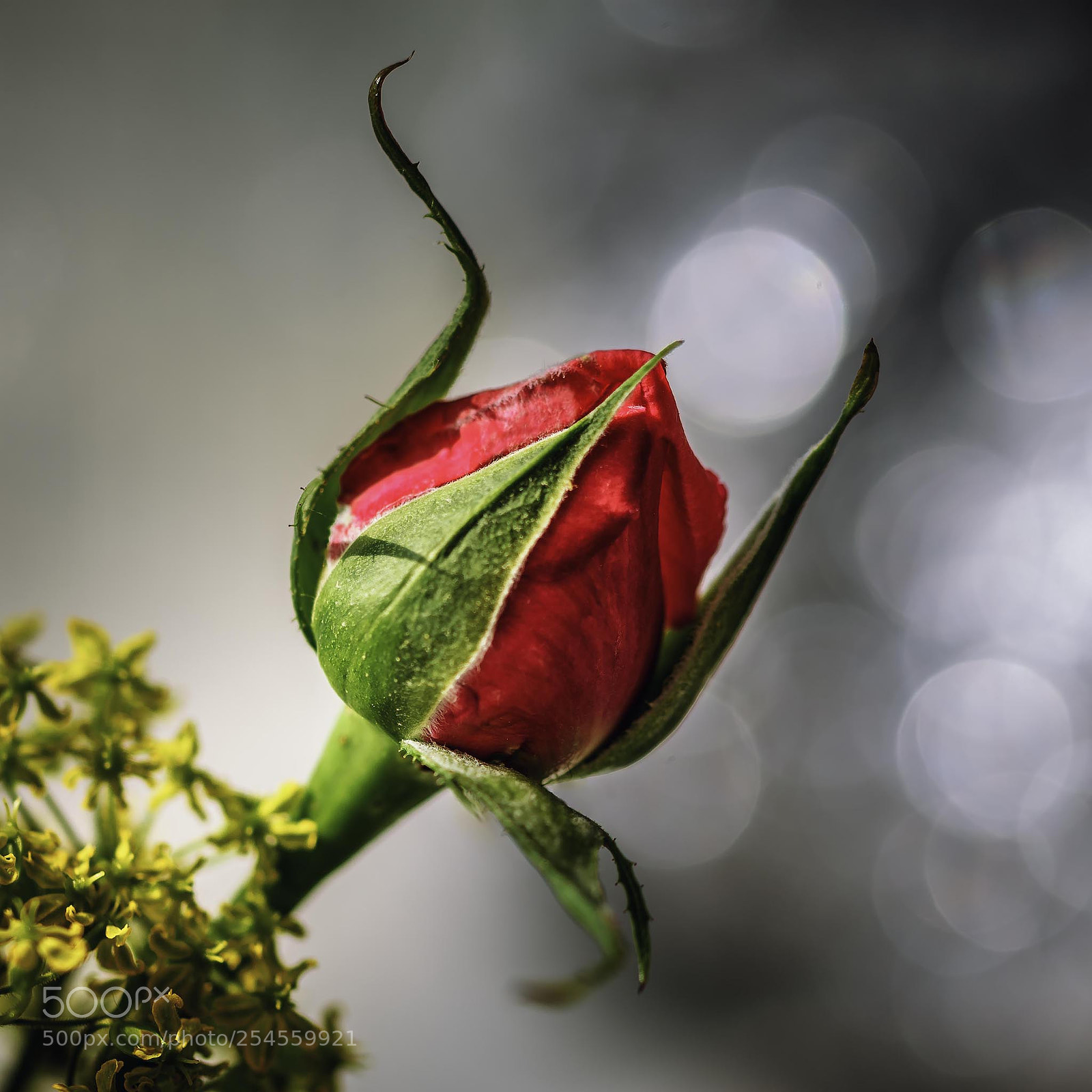 Nikon D7200 sample photo. Untitled photography