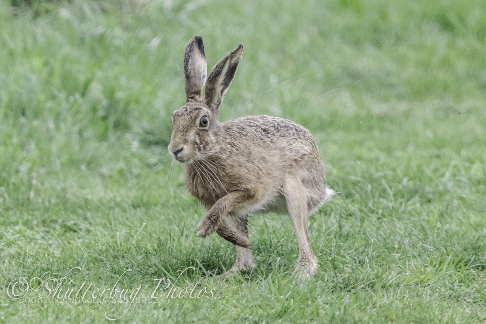 Canon EOS 80D sample photo. Langford hare photography