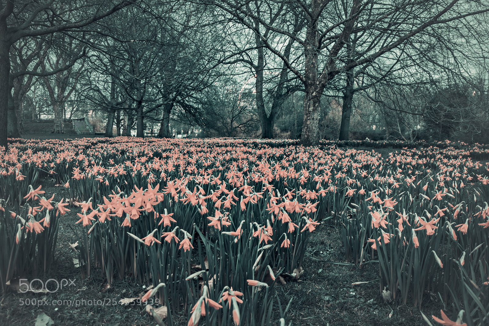 Nikon D7100 sample photo. Daffodils photography