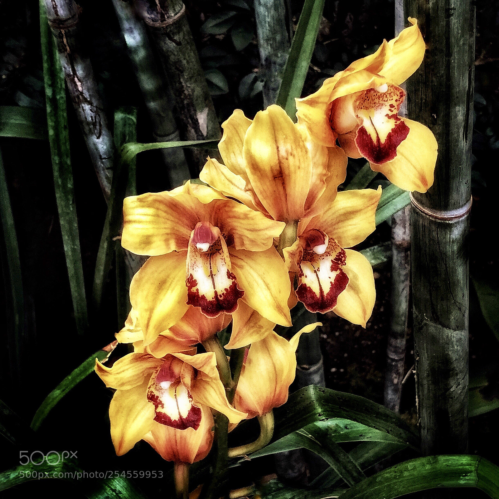 Apple iPhone X sample photo. Yellow orchids, new york photography