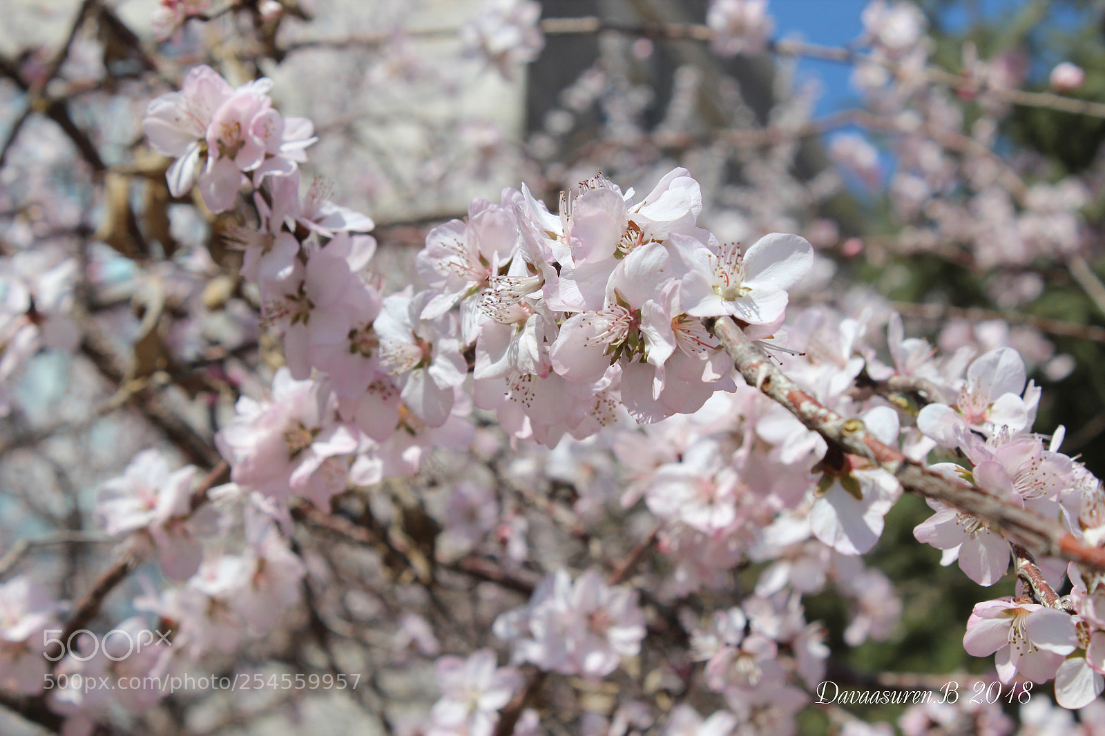 Canon EOS 600D (Rebel EOS T3i / EOS Kiss X5) sample photo. Sakura photography