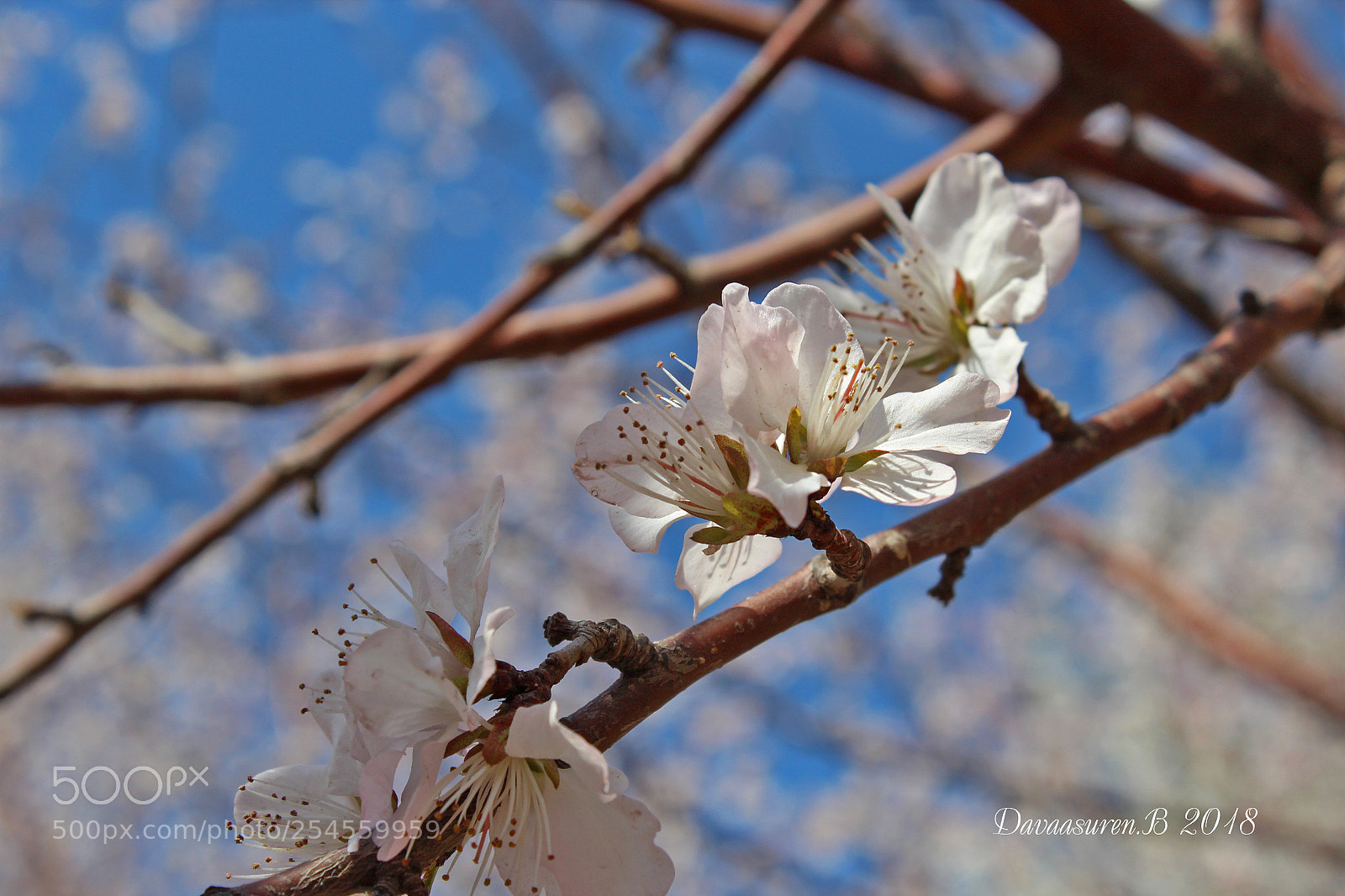 Canon EOS 600D (Rebel EOS T3i / EOS Kiss X5) sample photo. Sakura photography