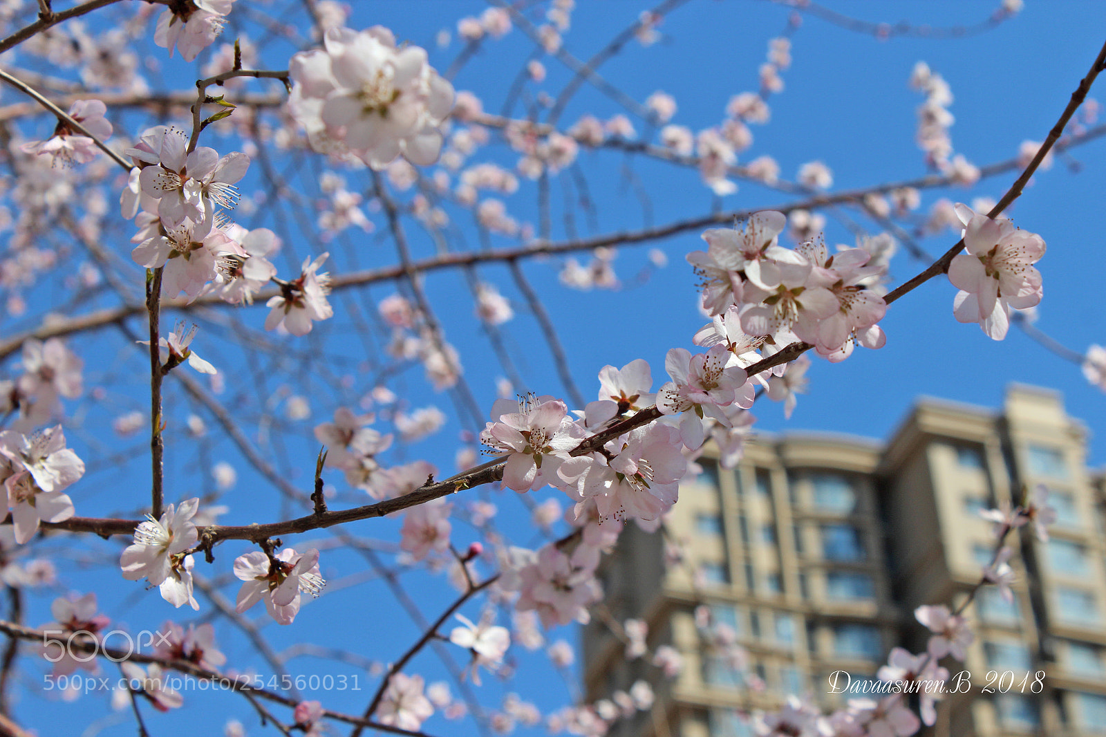 Canon EOS 600D (Rebel EOS T3i / EOS Kiss X5) sample photo. Sakura photography