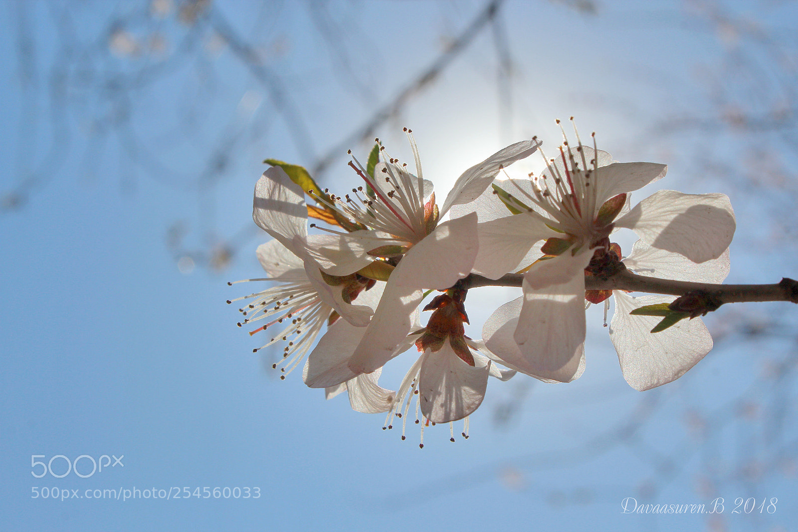 Canon EOS 600D (Rebel EOS T3i / EOS Kiss X5) sample photo. Sakura photography