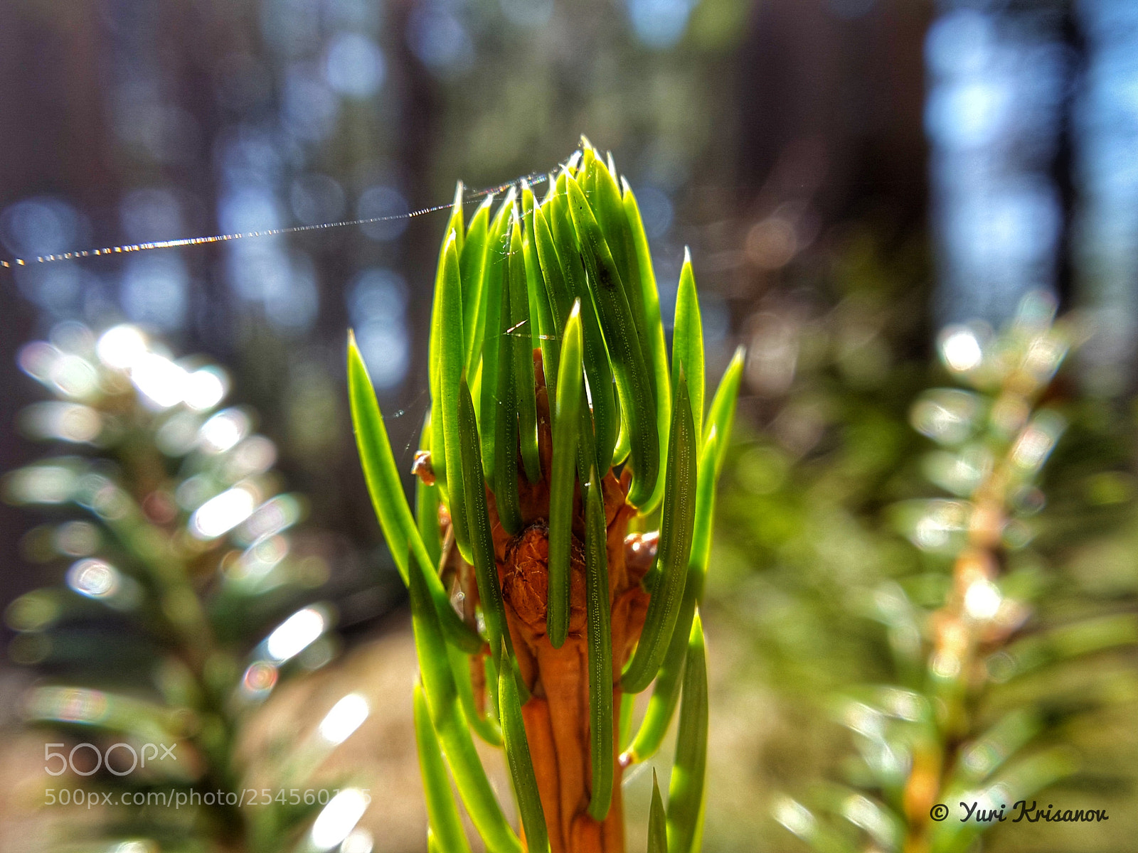 Samsung Galaxy Alpha sample photo. Needles in the sunlight photography