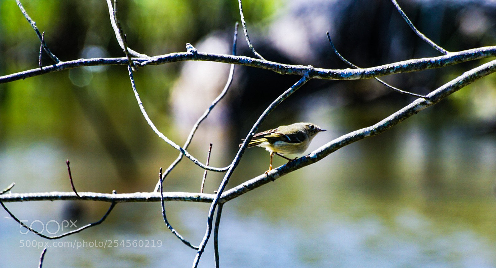 Sony a6000 sample photo. Stare away bird photography
