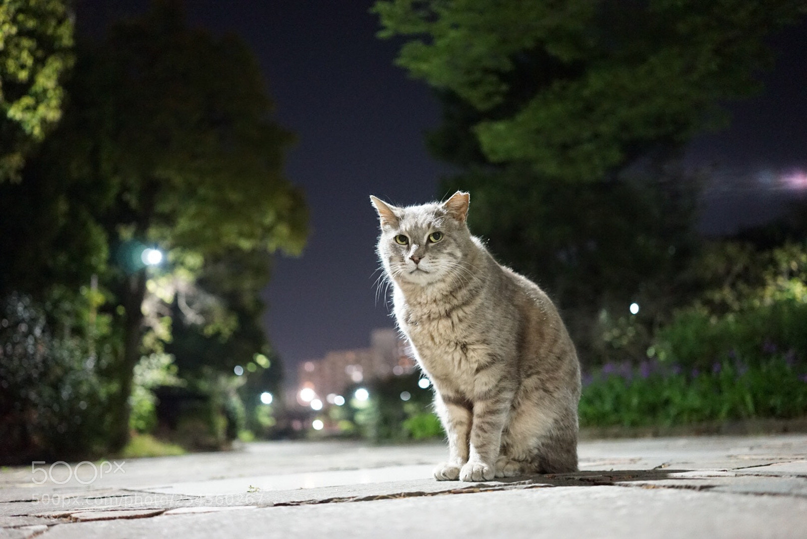 Sony a7 sample photo. Certain cat photography