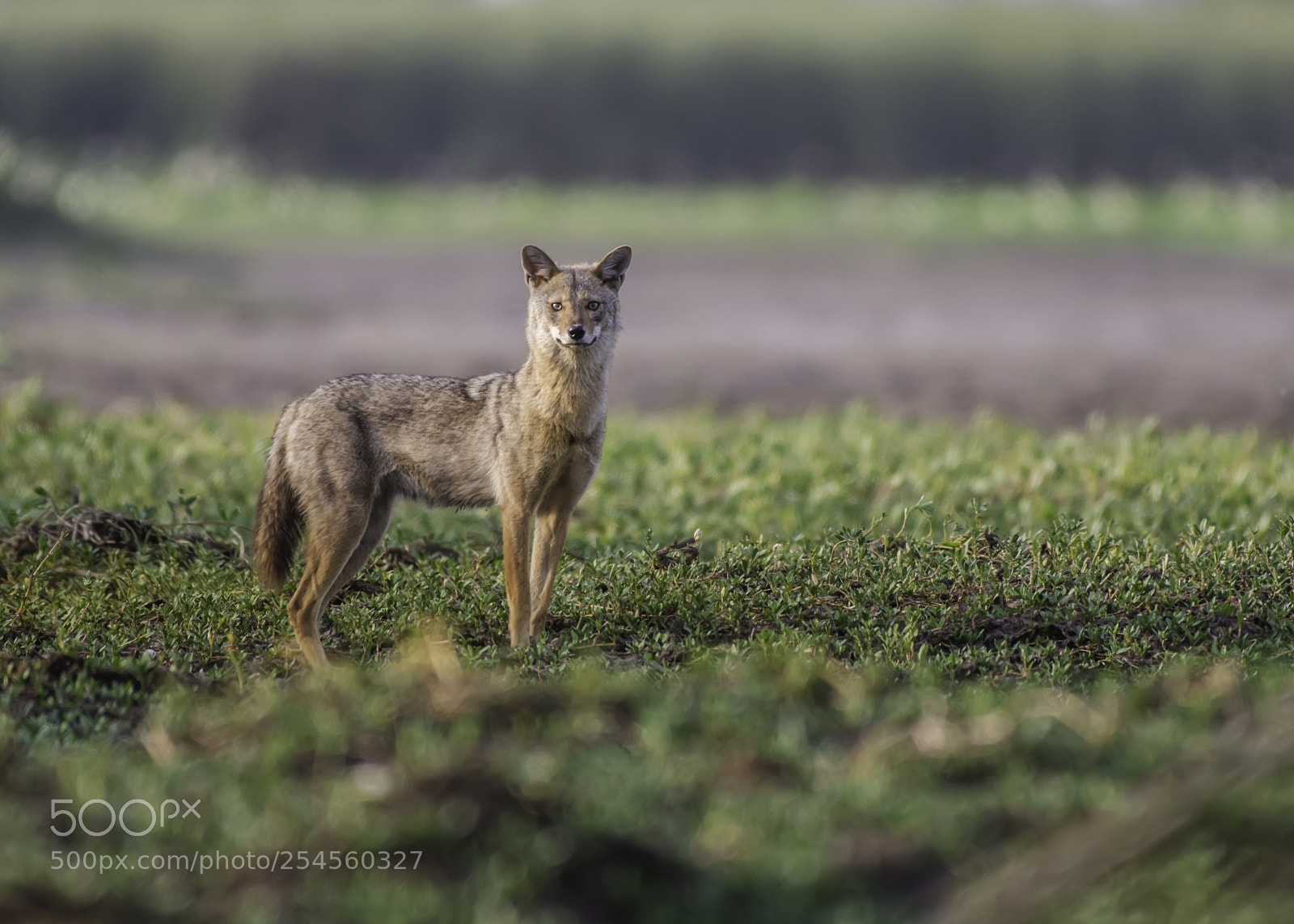 Nikon D7000 sample photo. Jackal photography
