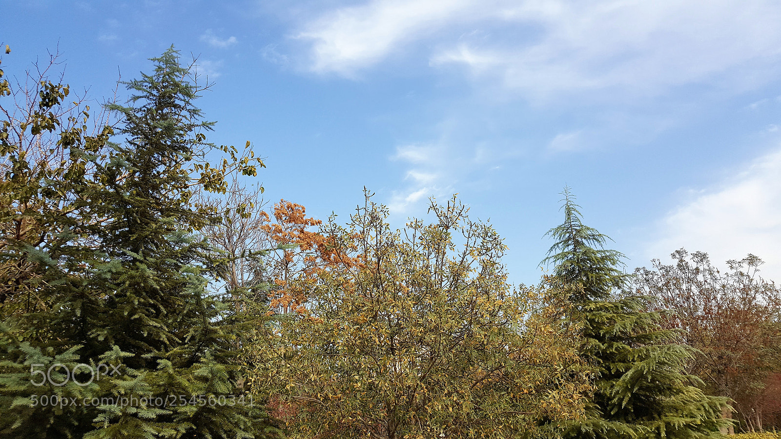 Samsung Galaxy Note5 sample photo. The colorful season photography