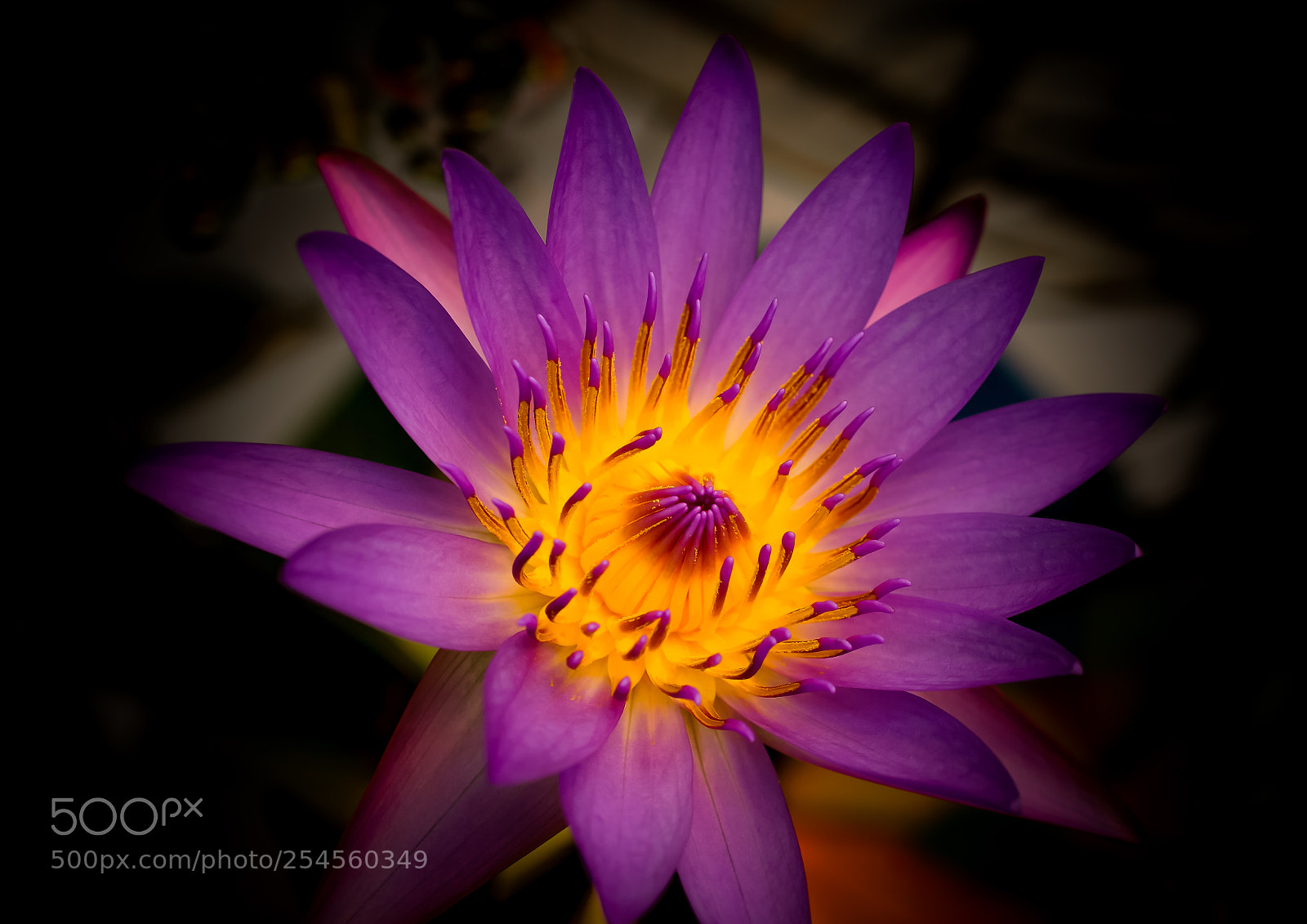 Sony a6000 sample photo. Great beauty photography