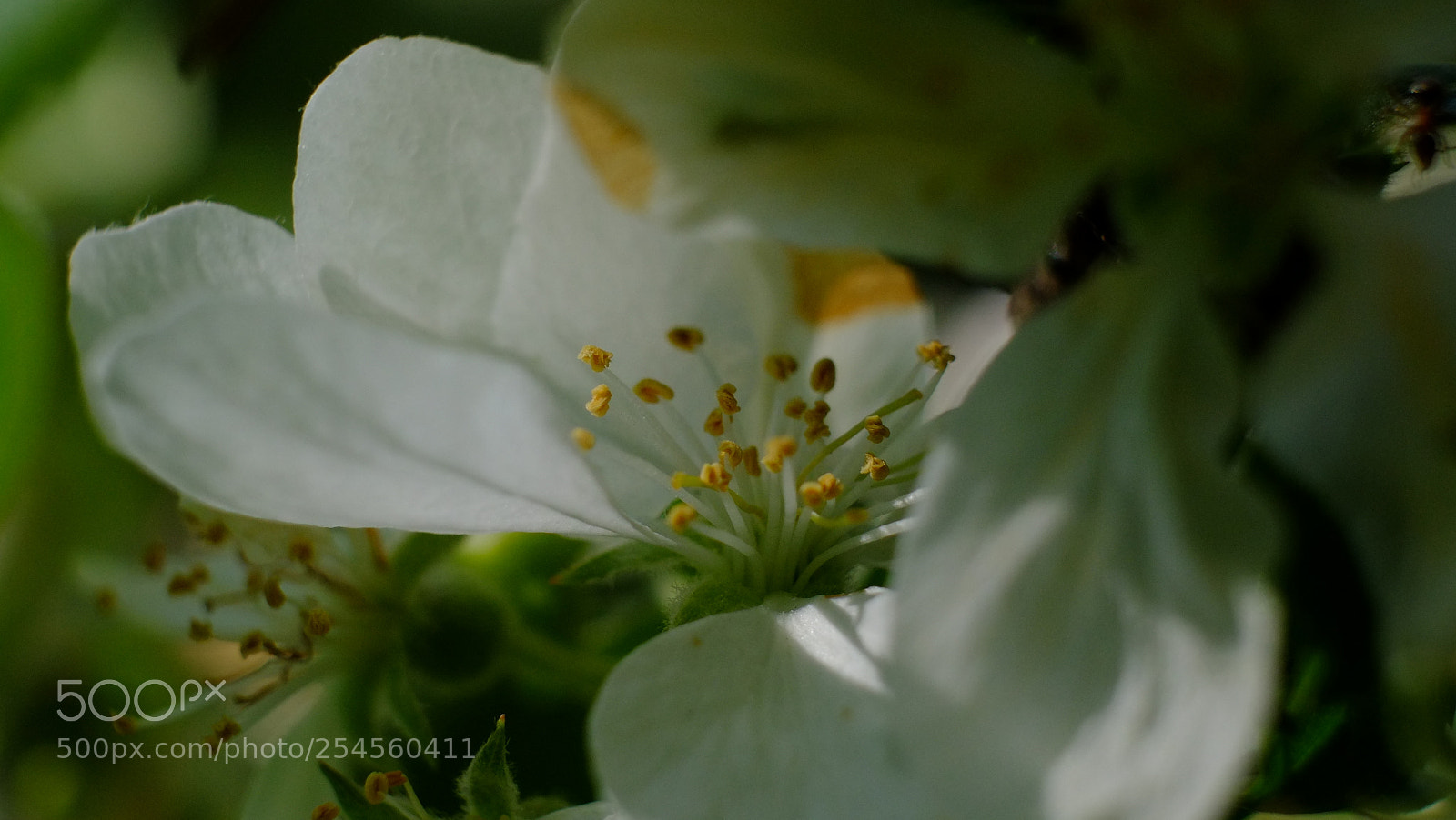 Fujifilm X-E1 sample photo. Fiori photography