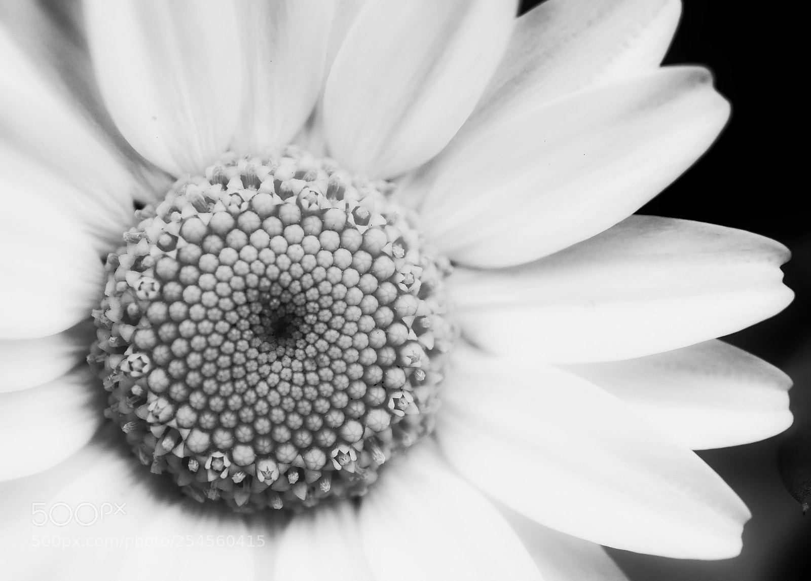 Panasonic Lumix DMC-GX8 sample photo. Math in the blossom photography