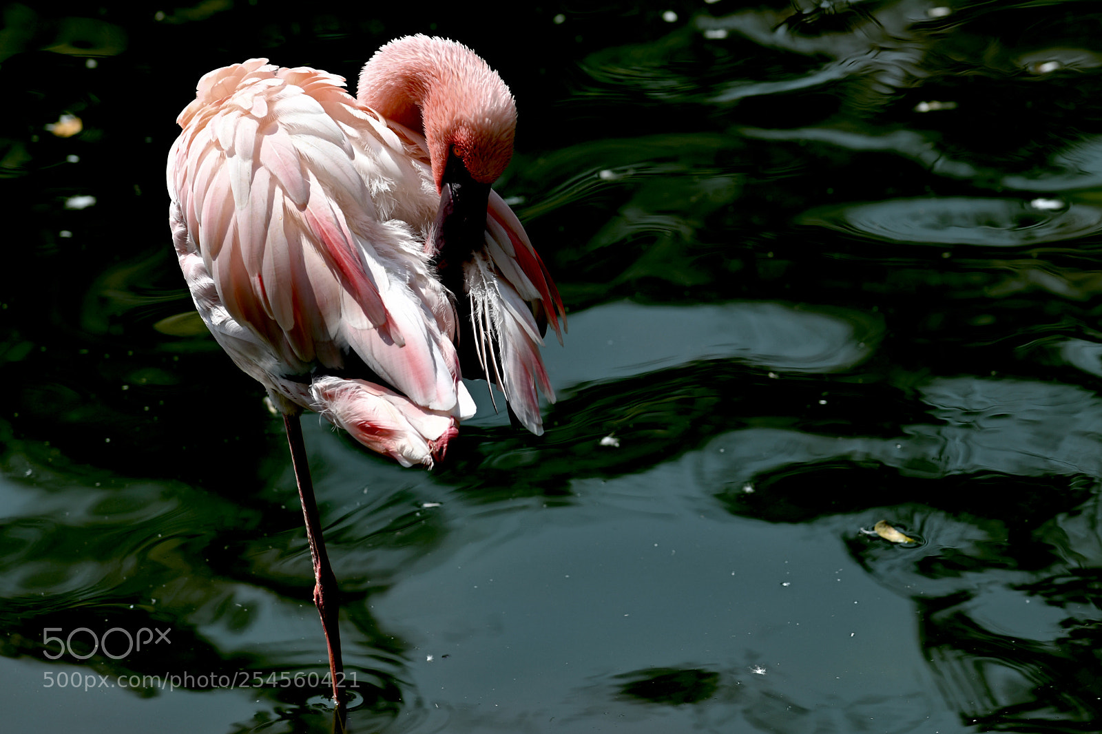 Nikon D850 sample photo. Flamingo photography