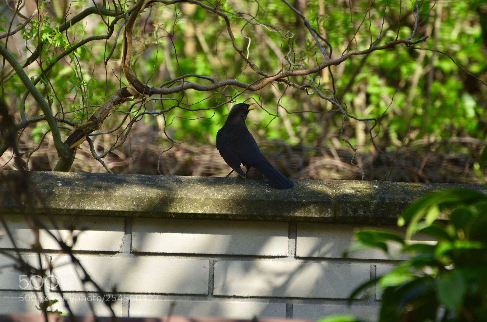 Nikon D5100 sample photo. Blackbird
 photography
