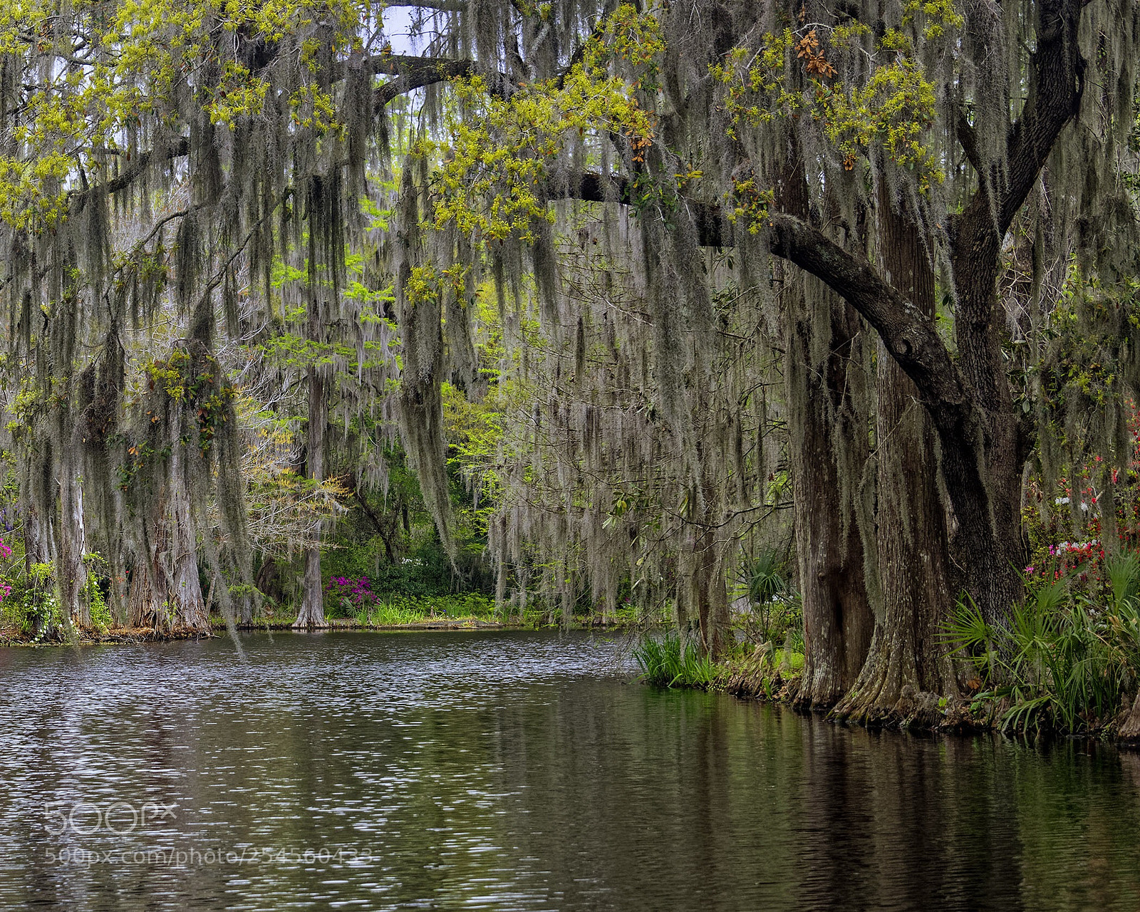 Nikon D850 sample photo. Magnolia plantation photography