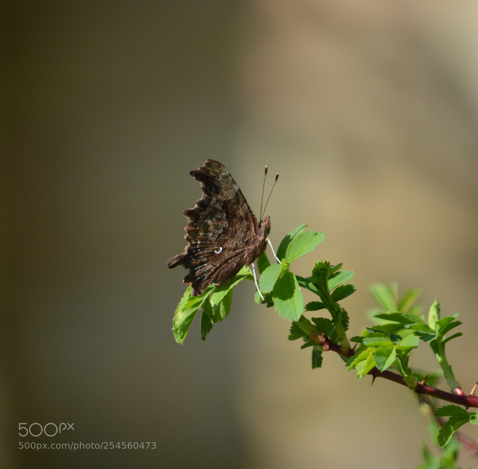Nikon D3200 sample photo. Comma butterfly photography