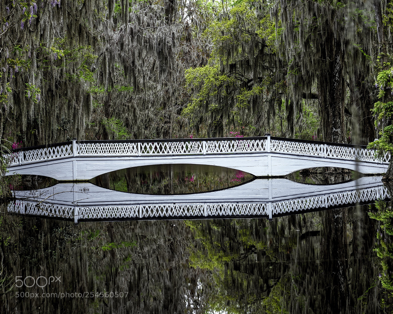 Nikon D850 sample photo. Magnolia plantation photography
