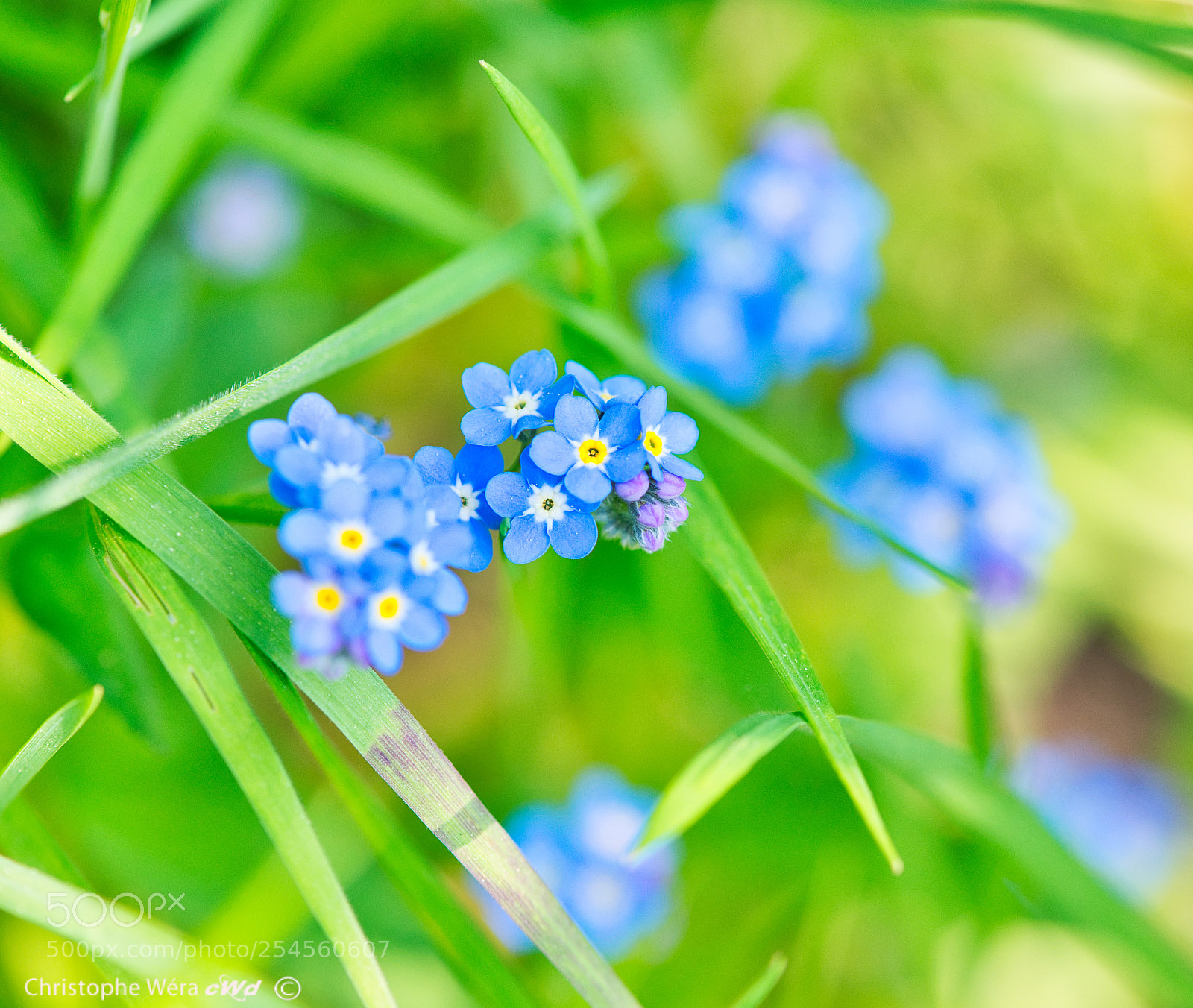 Nikon D800 sample photo. "little flower in blue" photography