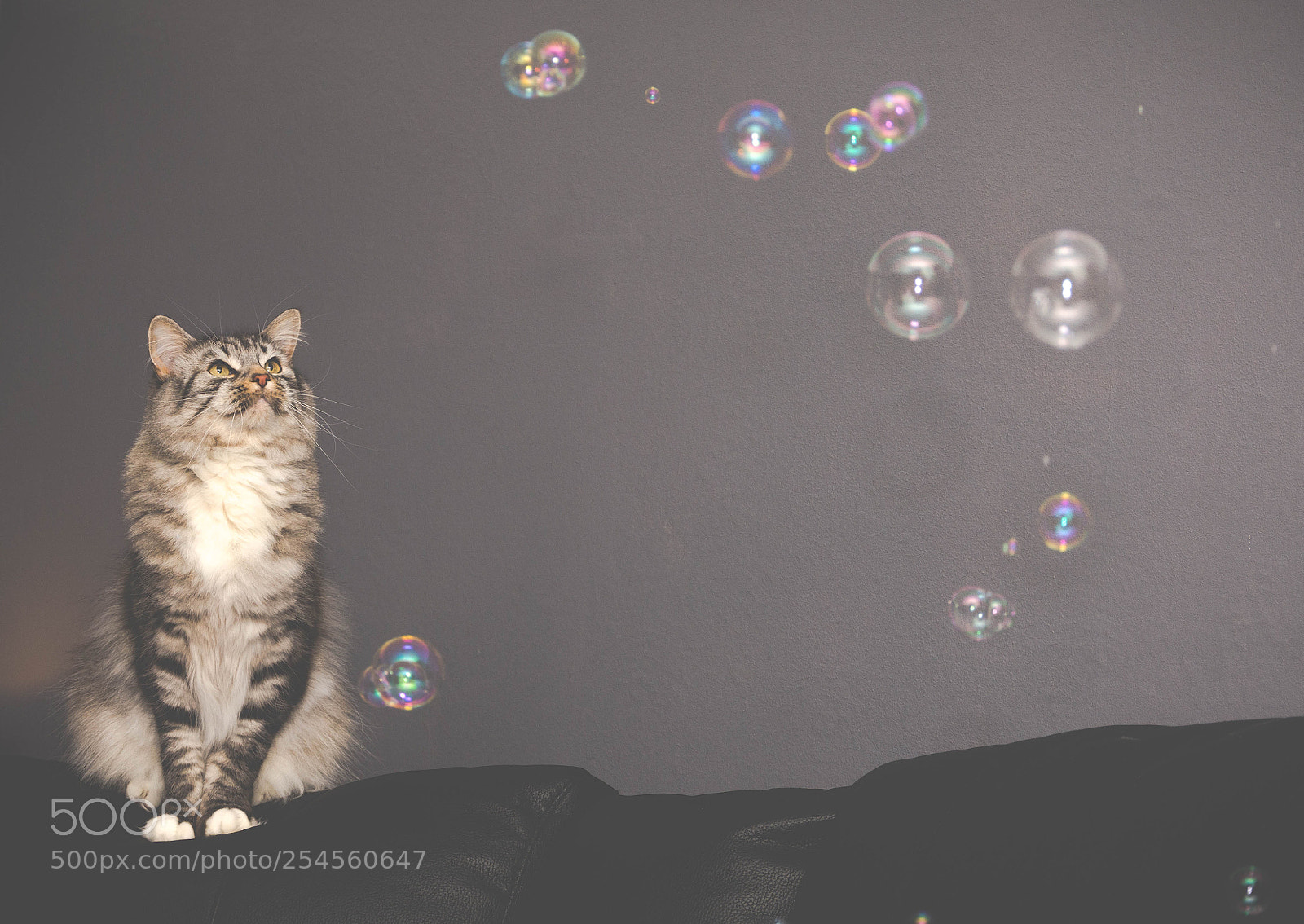 Nikon D7200 sample photo. Cat bubbles photography