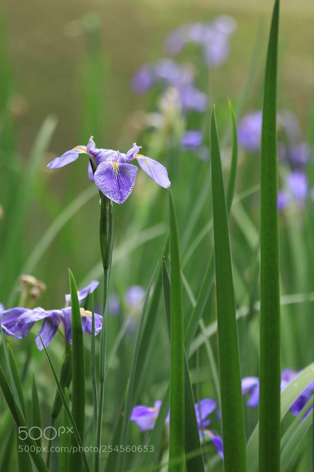 Canon EOS 5D Mark IV sample photo. Flowers photography