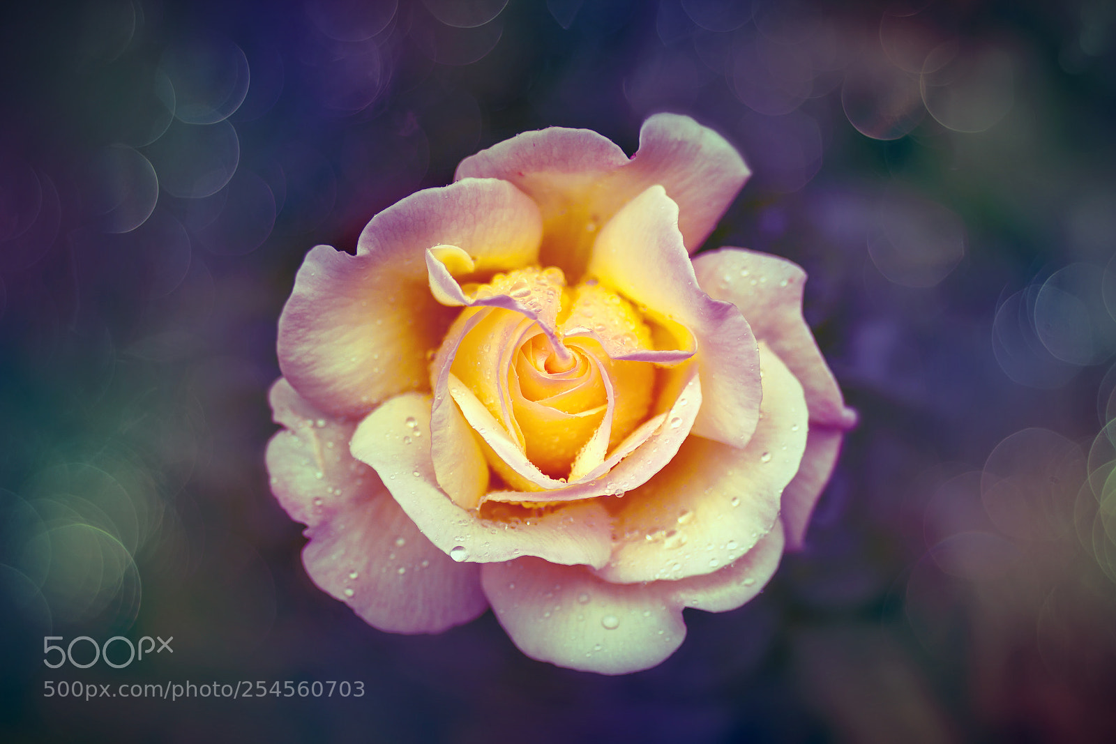 Canon EOS 50D sample photo. A flower photography