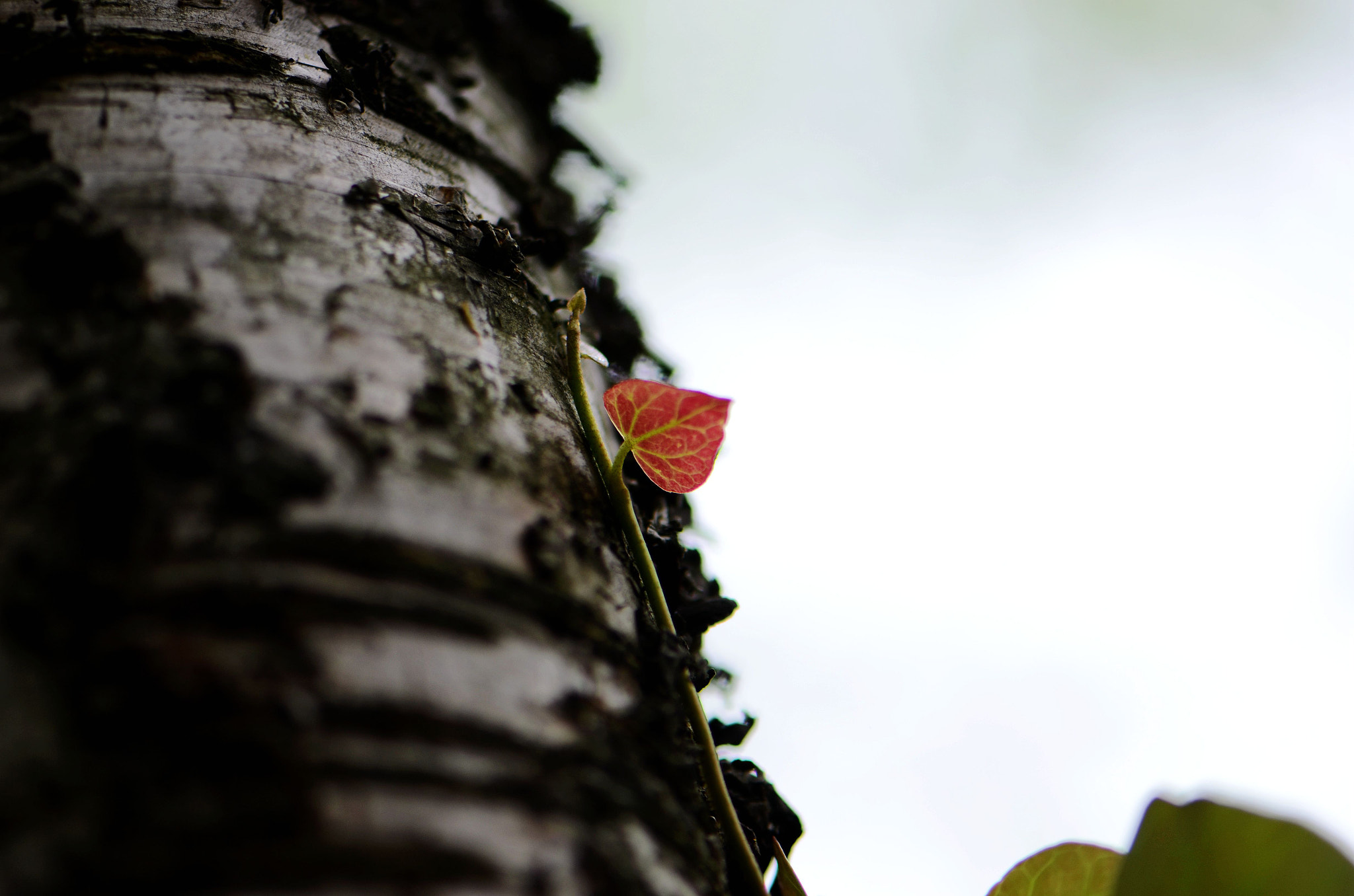 Nikon AF-S Micro-Nikkor 105mm F2.8G IF-ED VR sample photo. 依 photography