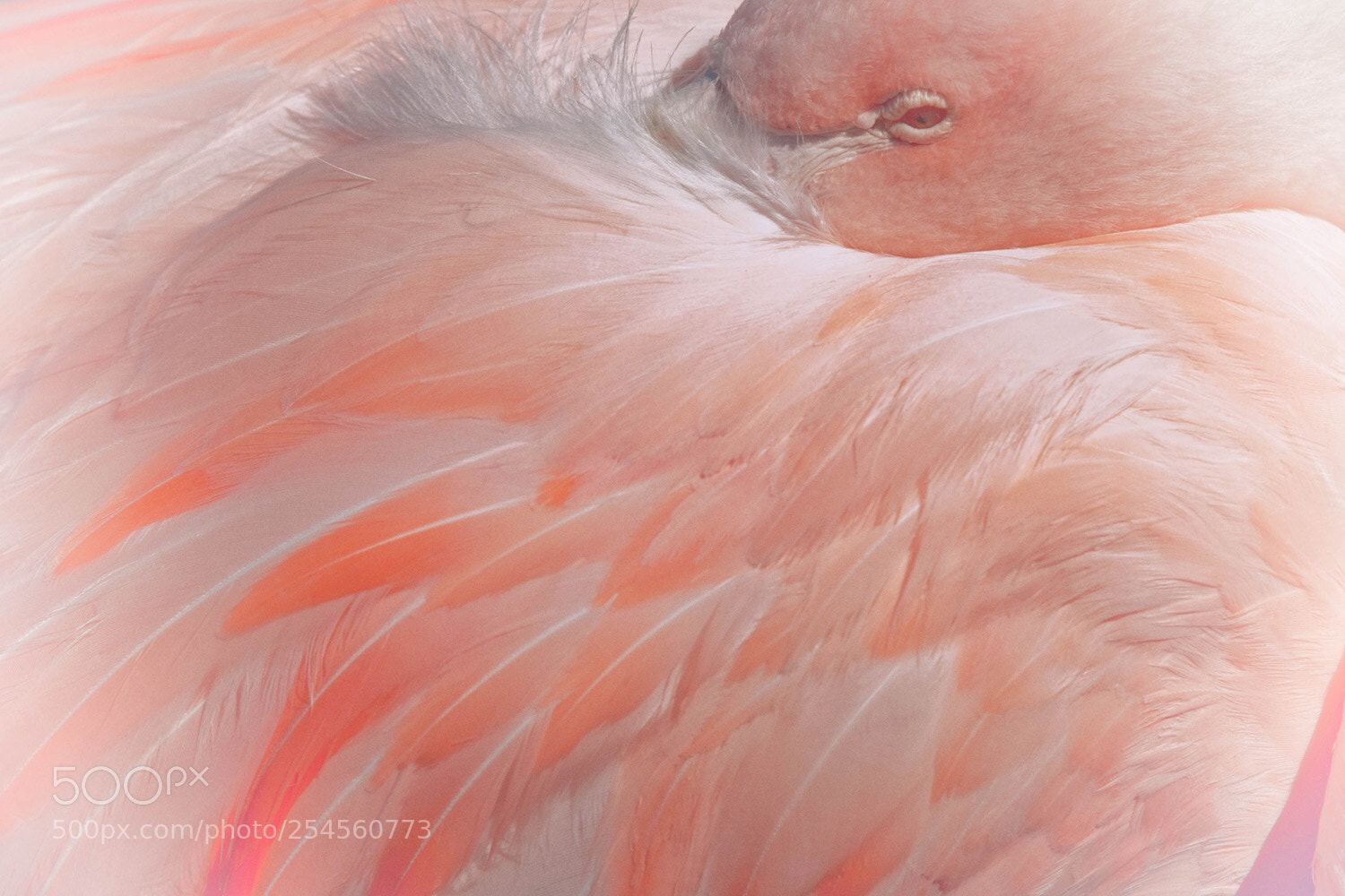 Nikon D850 sample photo. Flamingo photography