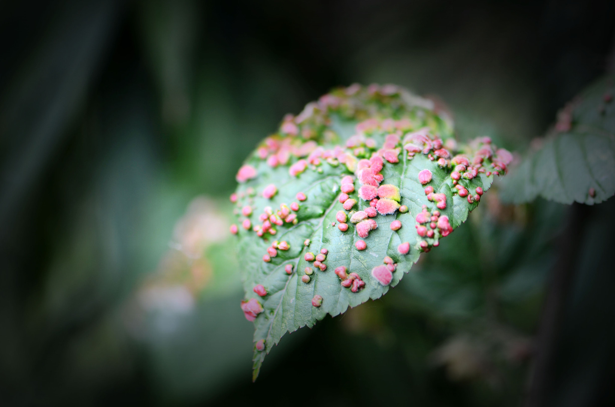 Nikon AF-S Micro-Nikkor 105mm F2.8G IF-ED VR sample photo. 春露 photography