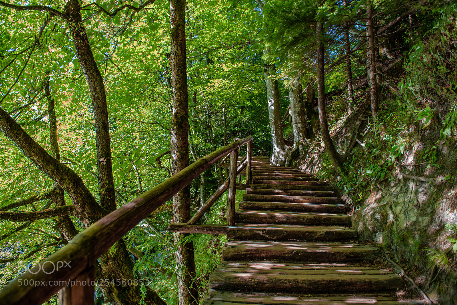 Nikon D810 sample photo. Steps into nature photography