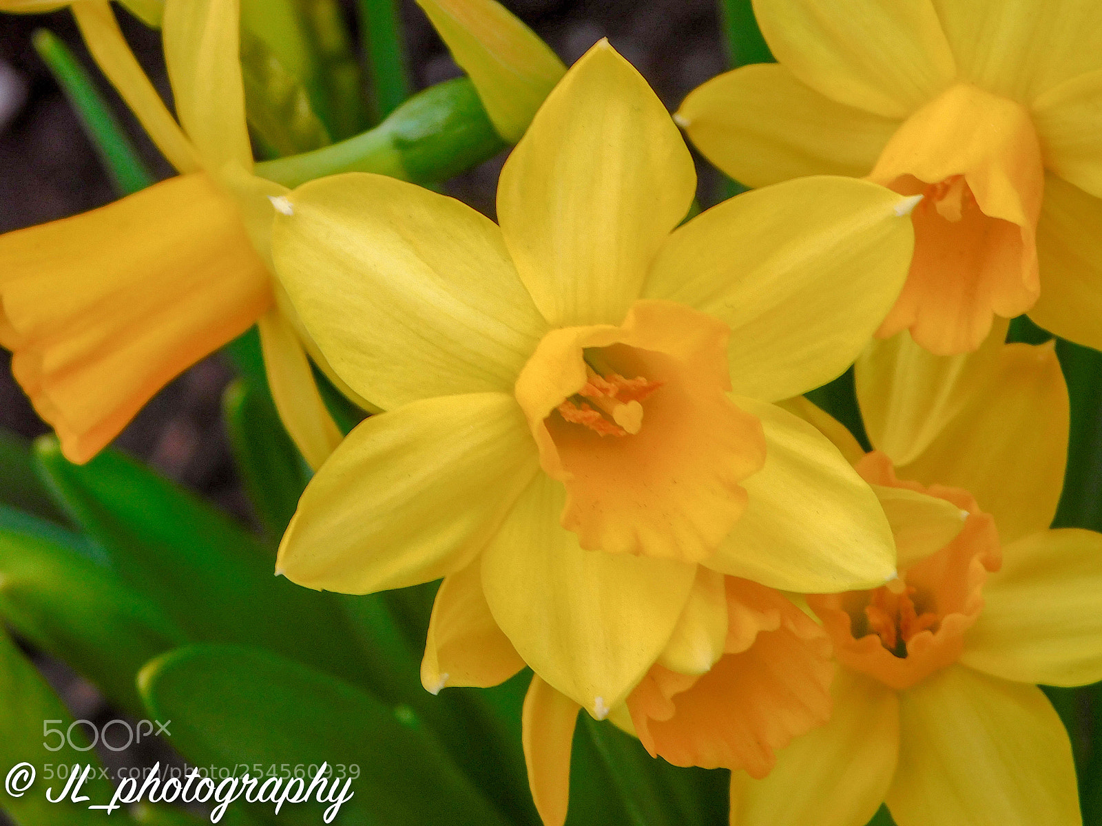 Nikon Coolpix B500 sample photo. Yellow flower photography
