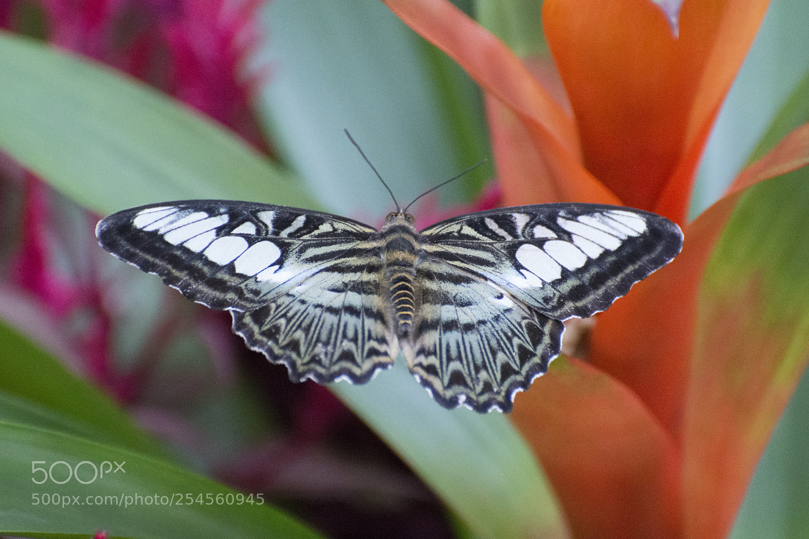 Nikon D7200 sample photo. Butterfly 2018-8 photography