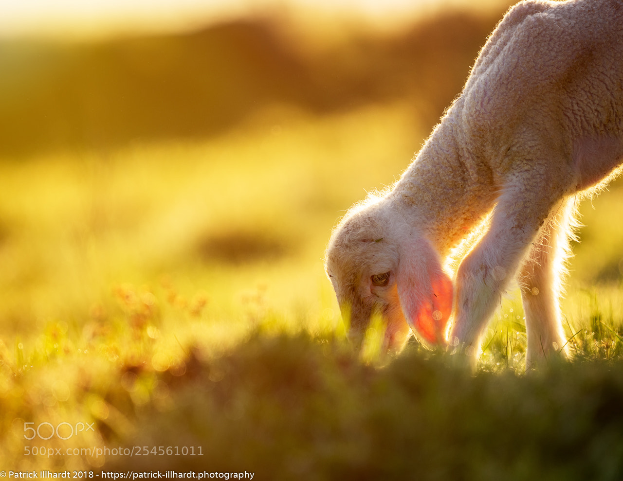 Sony a7R sample photo. Lämmchen photography