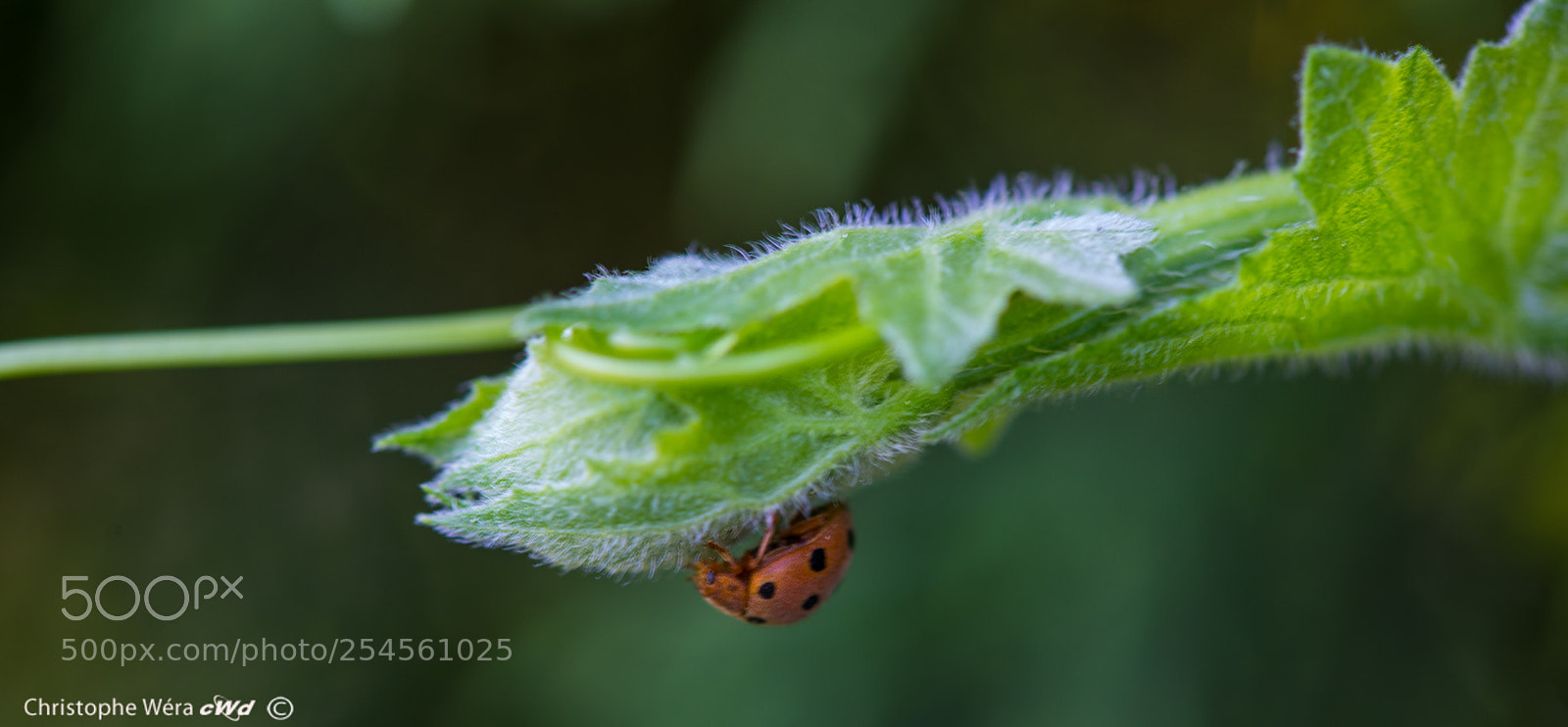 Nikon D800 sample photo. "i'm come back" photography
