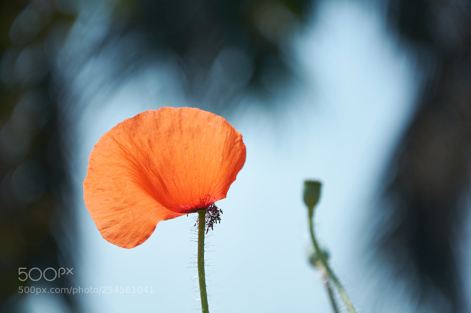 Nikon D5200 sample photo. Different photography