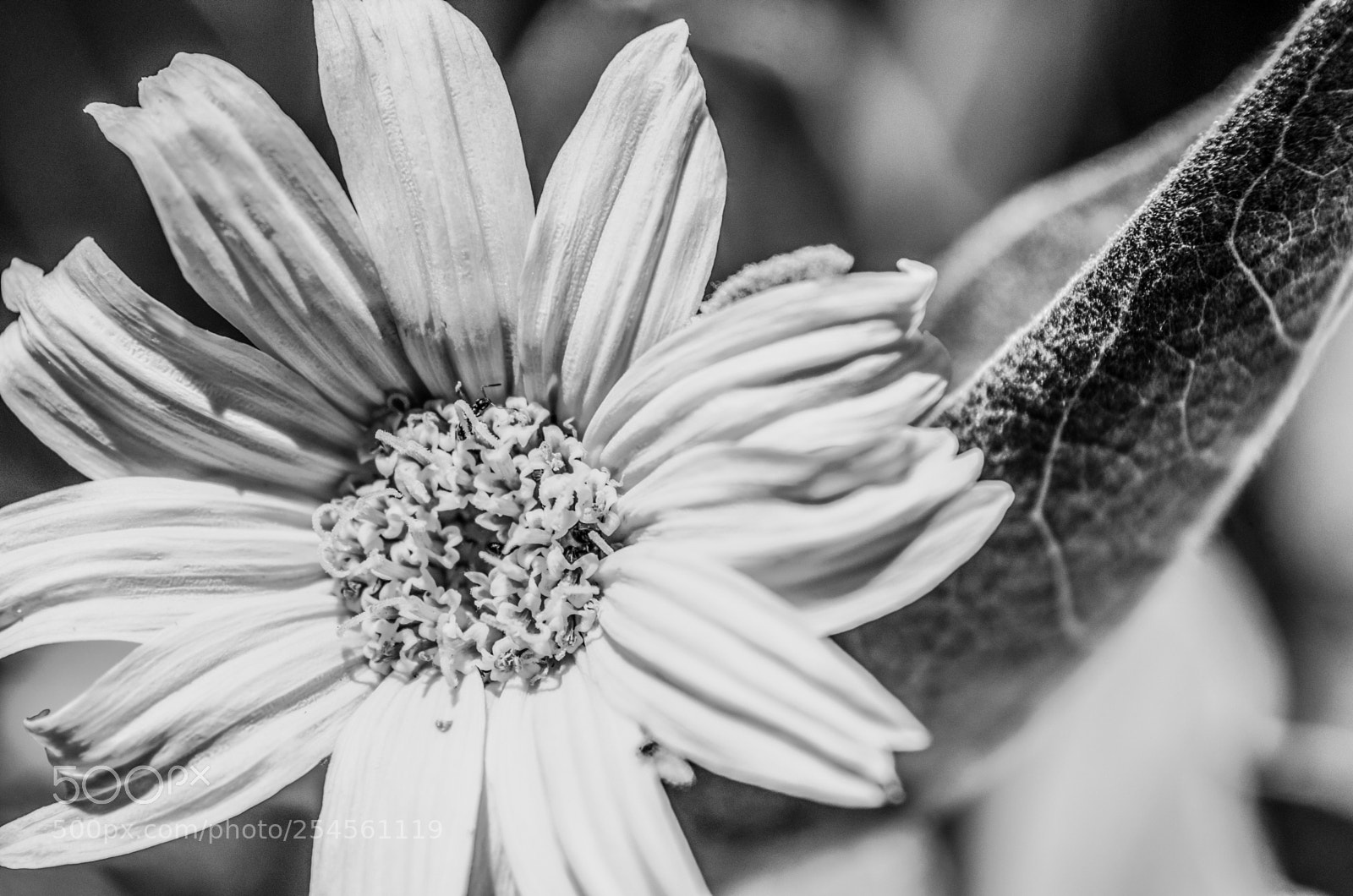 Nikon D7000 sample photo. Rs photography