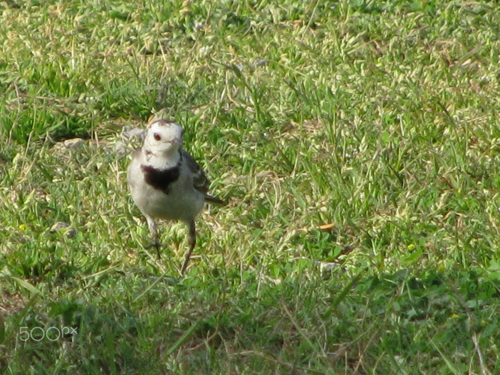 Canon PowerShot SX110 IS sample photo. Birds photography