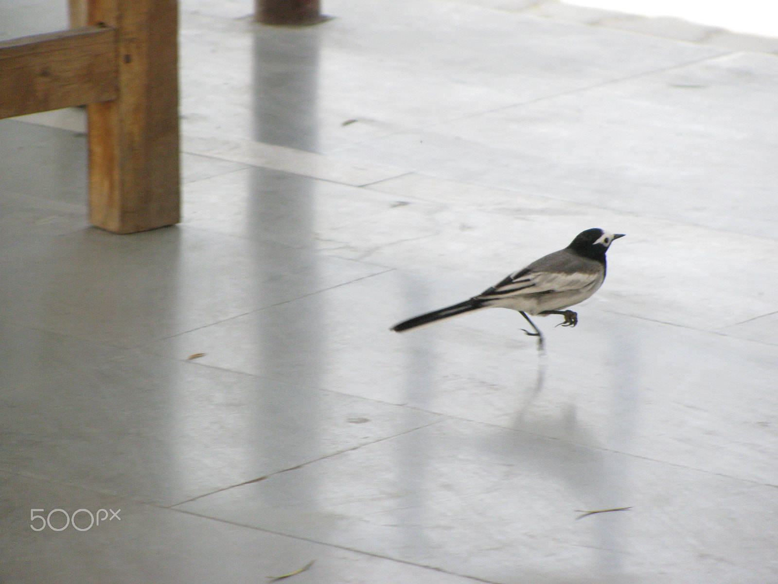 Canon PowerShot SX110 IS sample photo. Birds photography