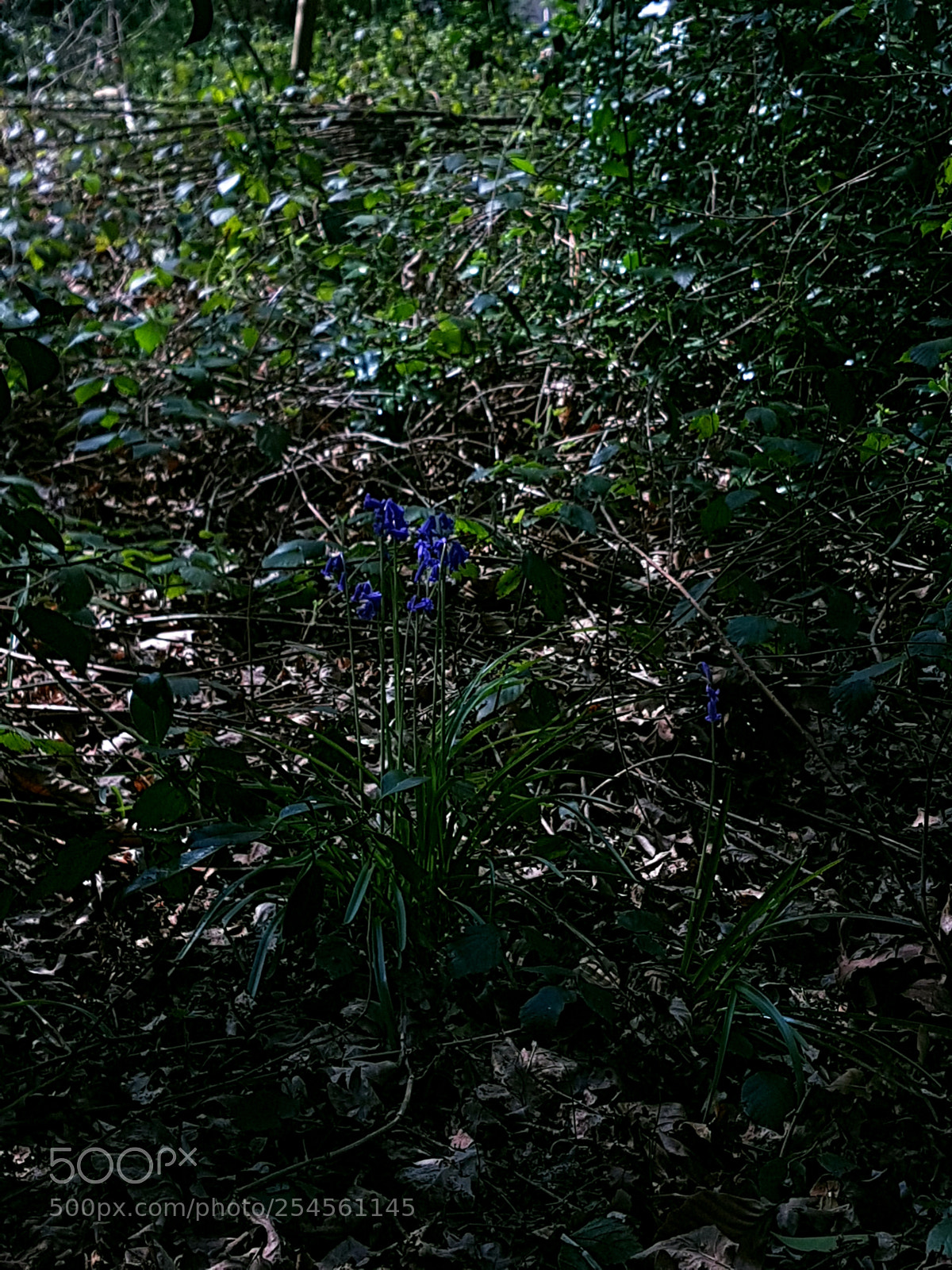 Samsung Galaxy S7 sample photo. You are never alone photography