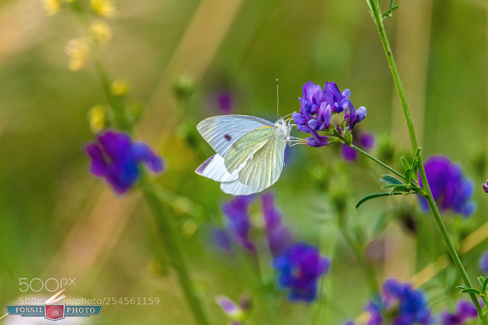 Canon EOS 700D (EOS Rebel T5i / EOS Kiss X7i) sample photo. Small cabbage white photography