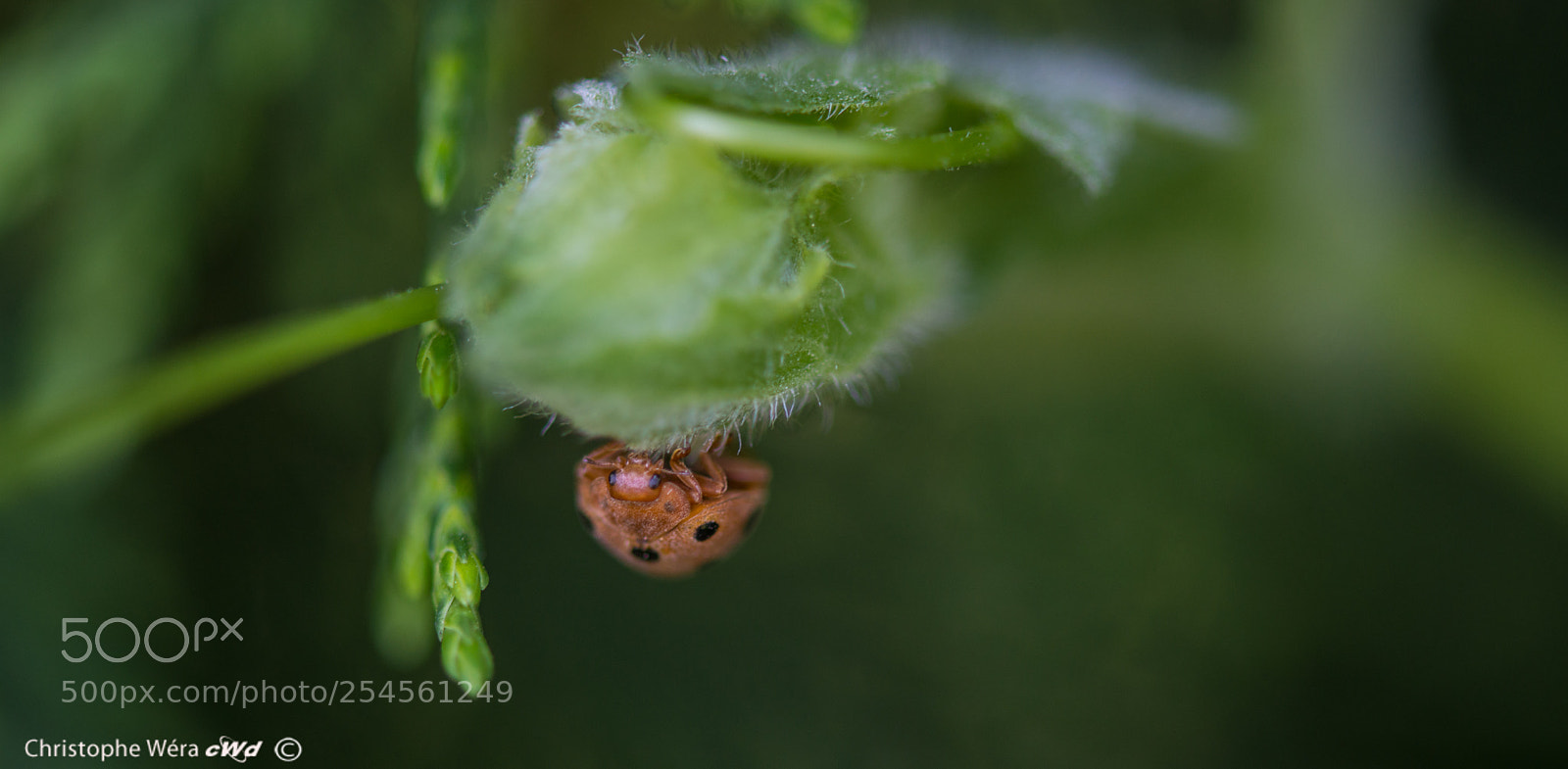 Nikon D800 sample photo. I'm come back i photography