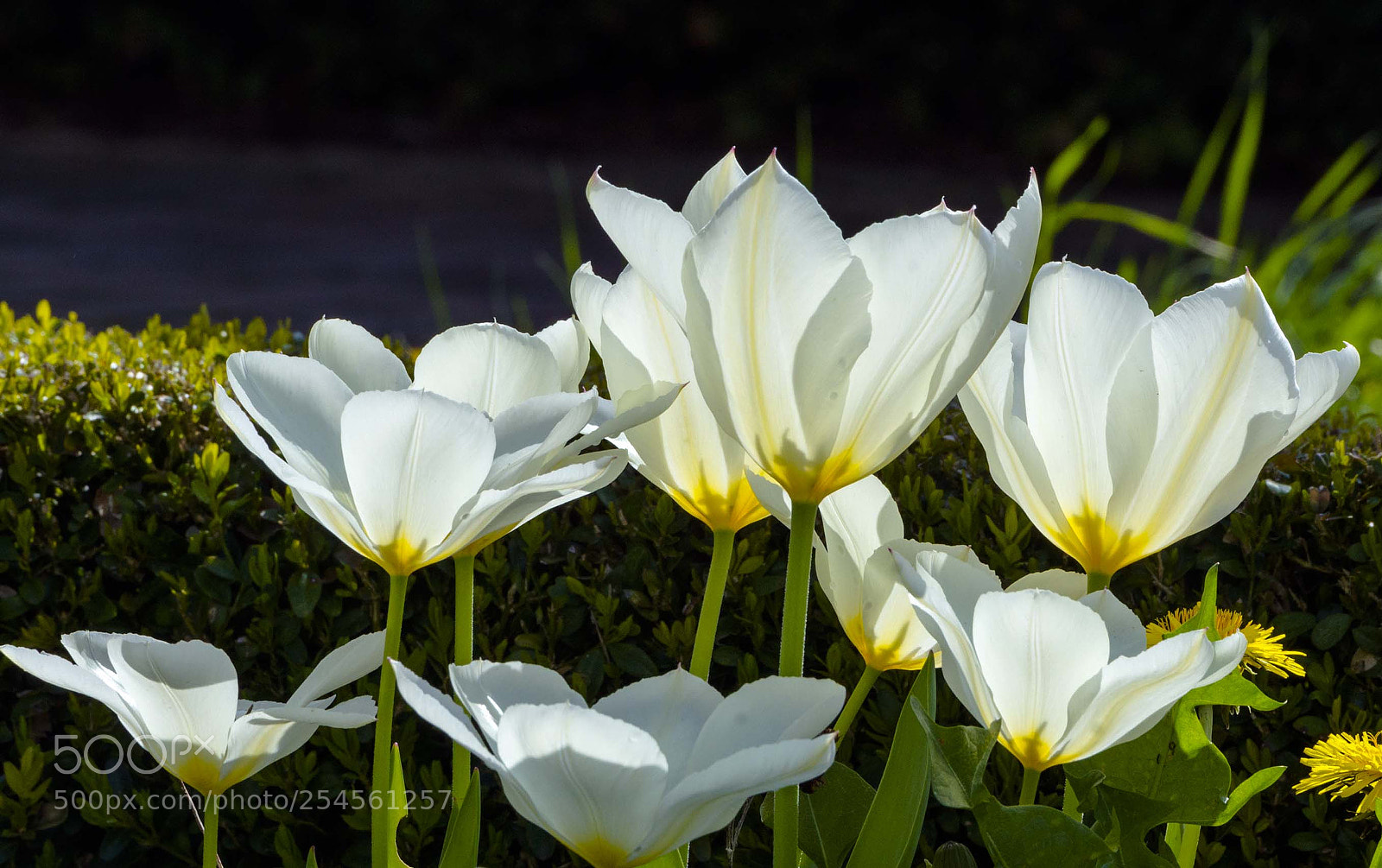 Nikon D800 sample photo. Blooming photography
