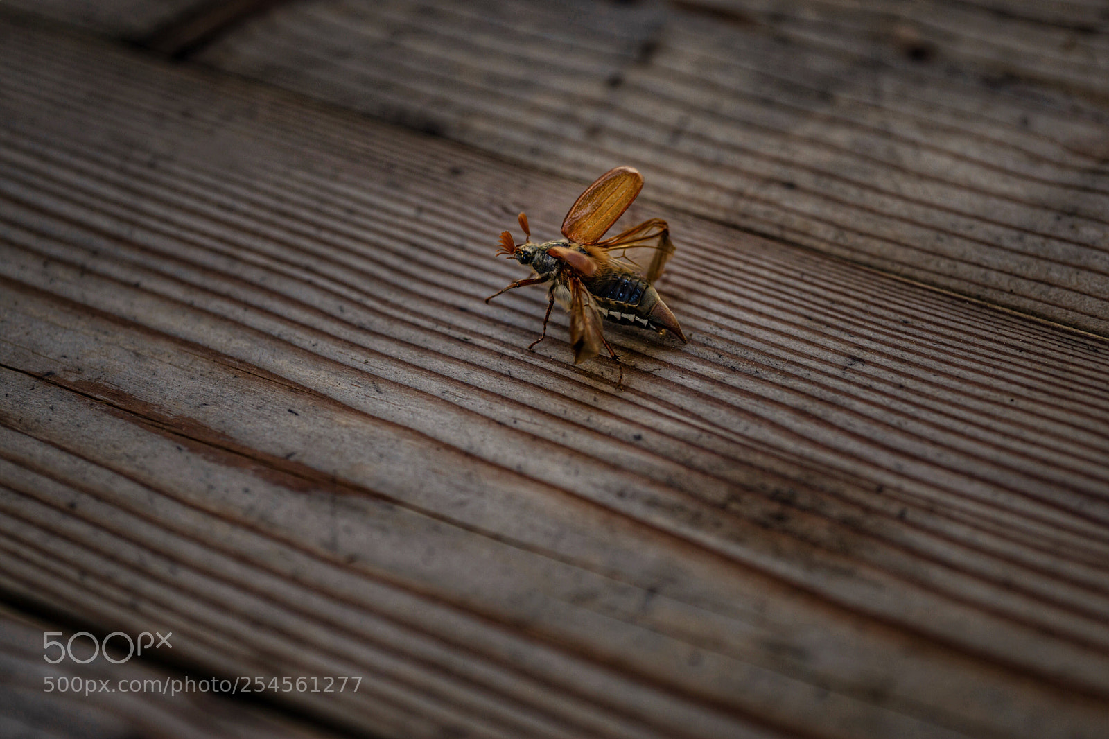 Sony a6000 sample photo. Der maikäfer photography