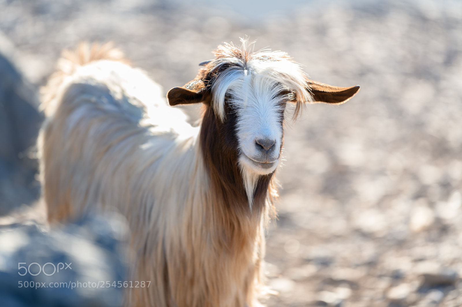 Nikon D850 sample photo. Stylish goat closeup oman photography
