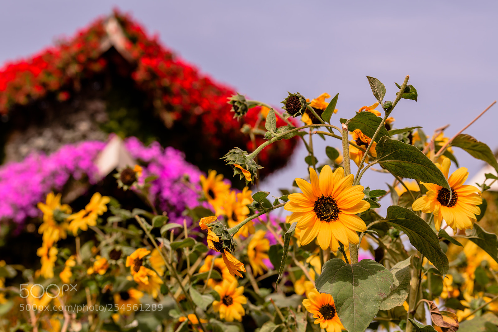 Nikon D850 sample photo. Sunflower garden paradise photography