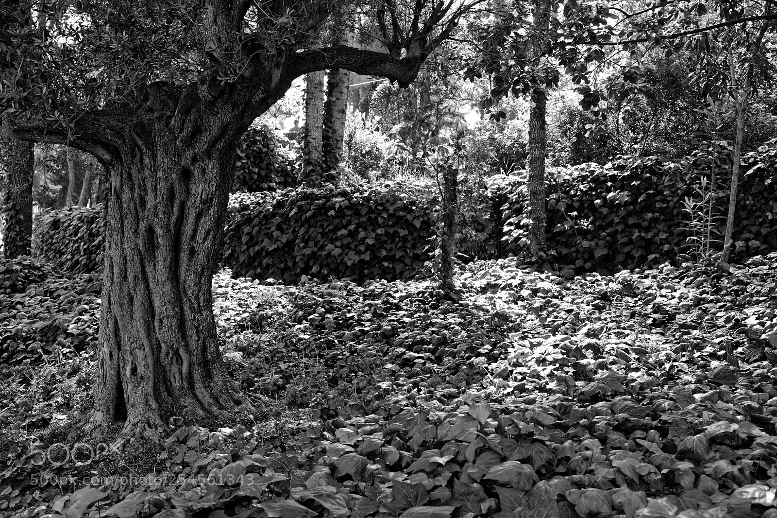 Fujifilm X100F sample photo. Olive tree photography