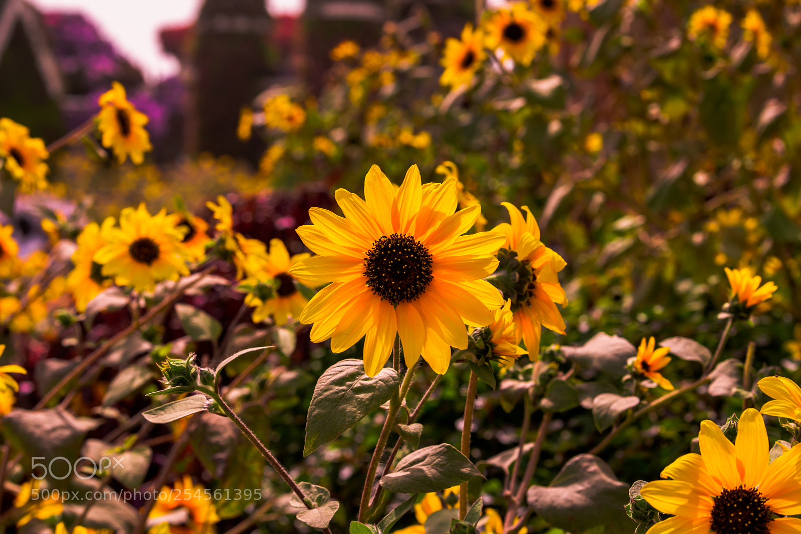 Nikon D850 sample photo. Sunflower garden views photography
