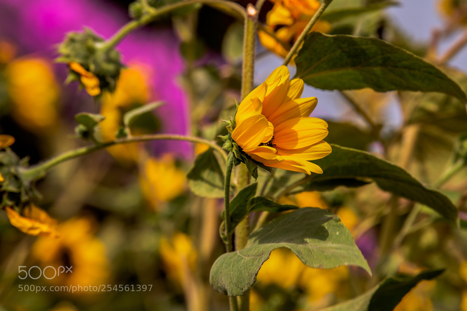 Nikon D850 sample photo. Sunflower swaying in the photography