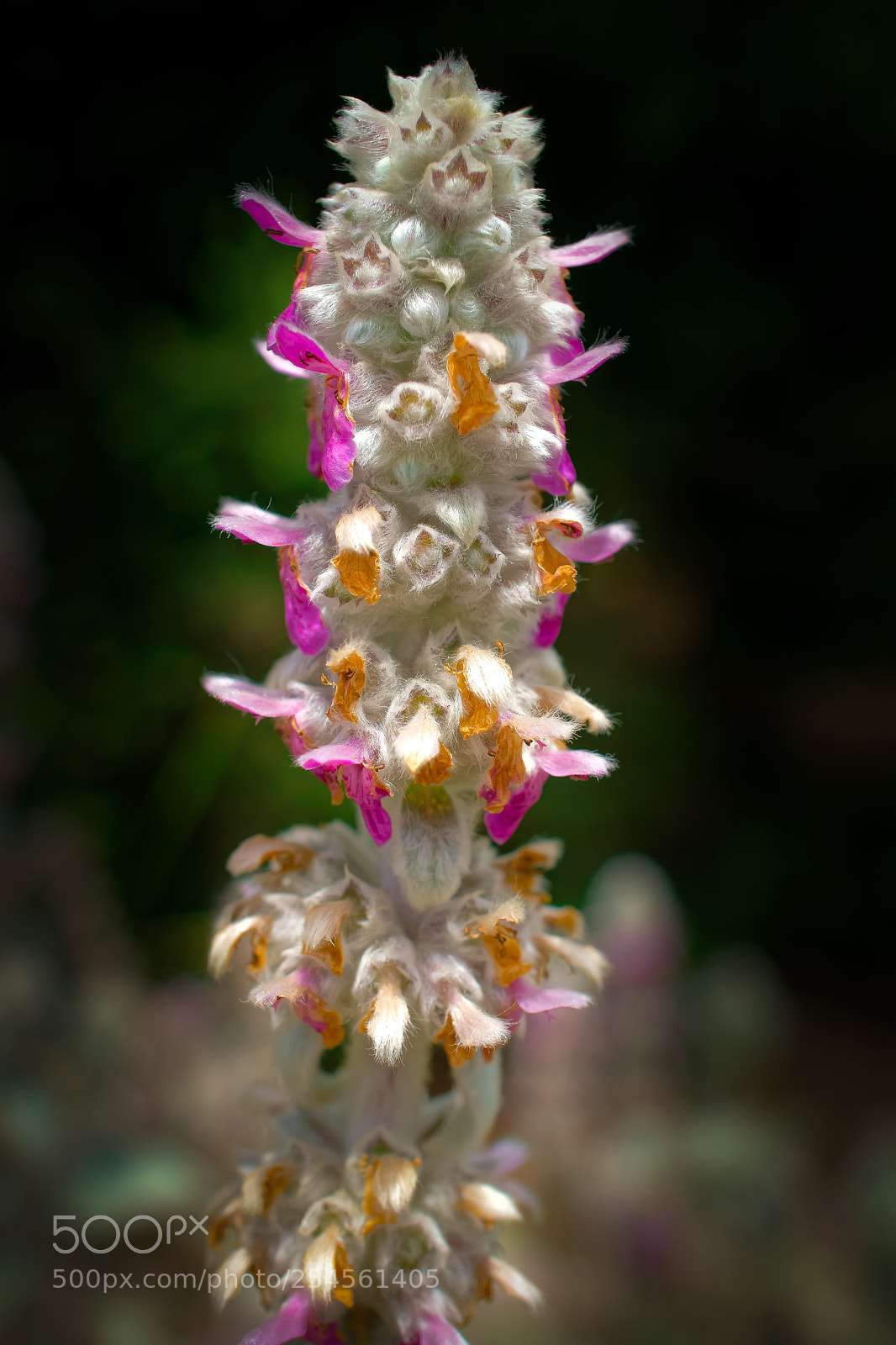 Sony a6000 sample photo. Beauty in nature photography